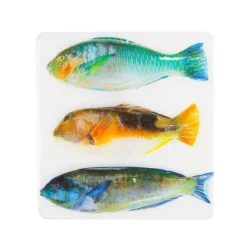 Art Mural^Stigerwoods Décoration Murale Trois Poissons Perroquet Sur Fond Blanc - 20 Cm X 20 Cm