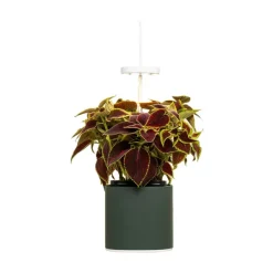 Pots & Jardinières^Prêt à pousser Jardin D'Interieur Connecte Nano Garden - Vert Foret