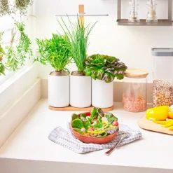 Pots & Jardinières^Prêt à pousser Jardin D'Interieur Lilo