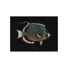 Sets De Table & Dessous De Verre^Pôdevache Set De Table Rectangle Poisson Mystery En Vinyle - 33 X 45 Cm - Noir