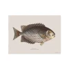 Sets De Table & Dessous De Verre^Pôdevache Set De Table Rectangle Poisson Chirala - 33 X 45 Cm