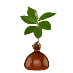 Vases^Ilex Studio Vase En Verre Pour Avocat Rose